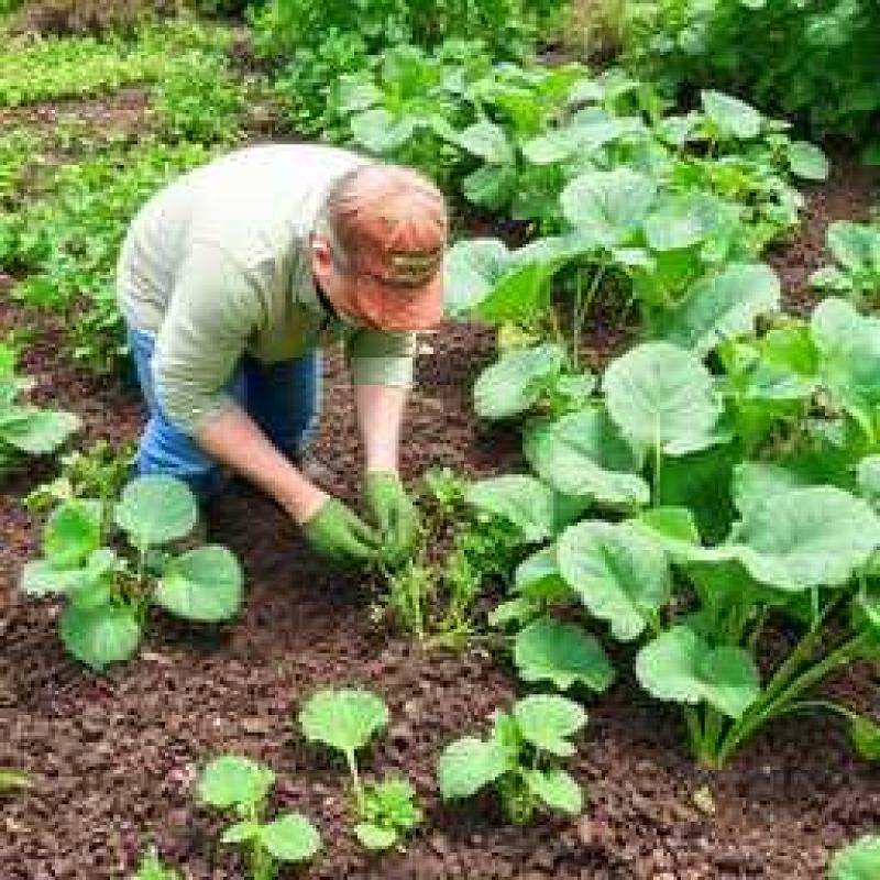 Harvesting Organic Vegetables: Techniques for Protecting Soil Health